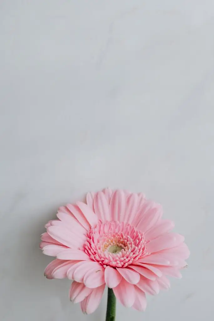 delicate blooming gerbera on marble tabletop in studio