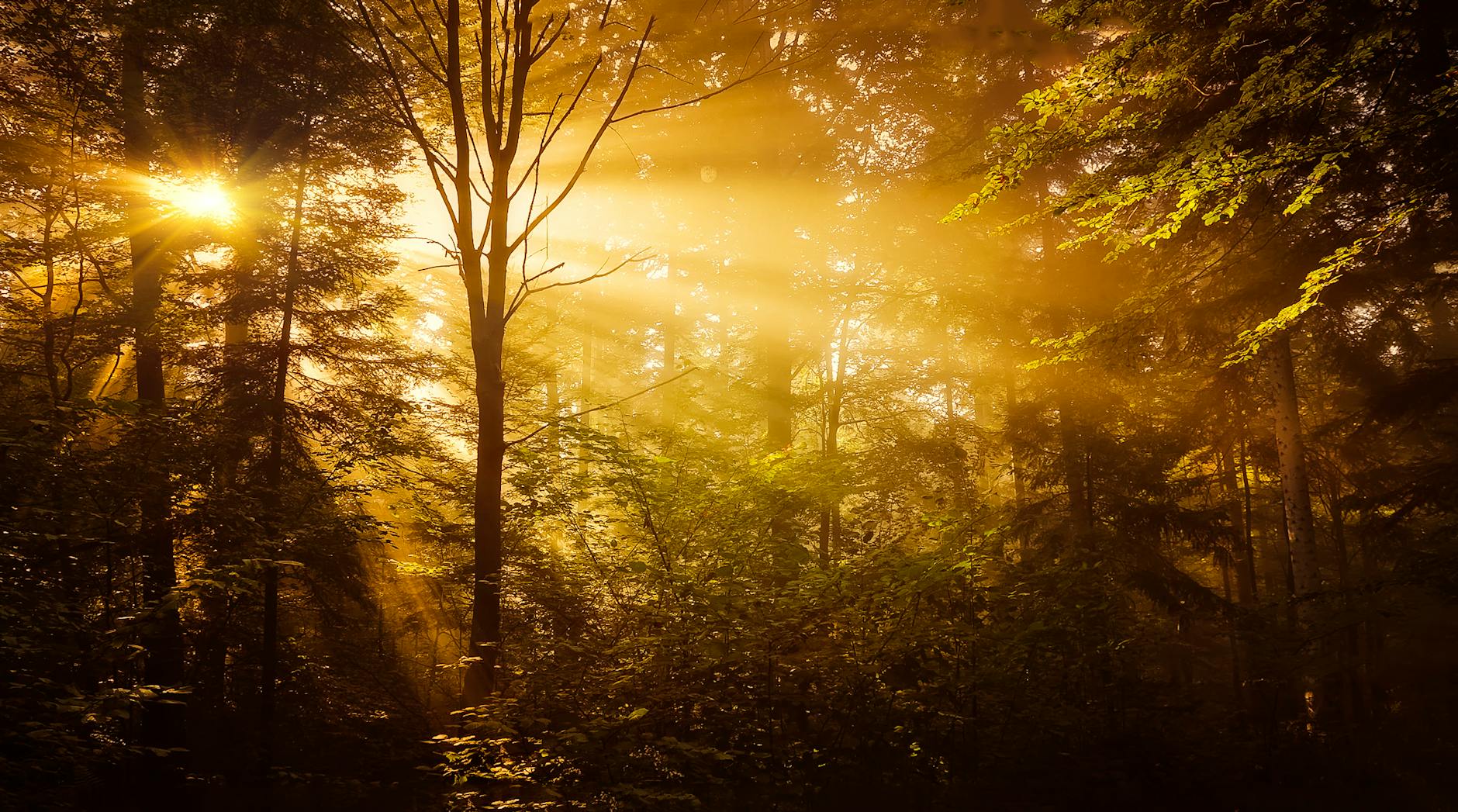 trees in the forest