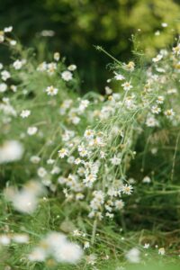 white chamomile flowers with green leaves