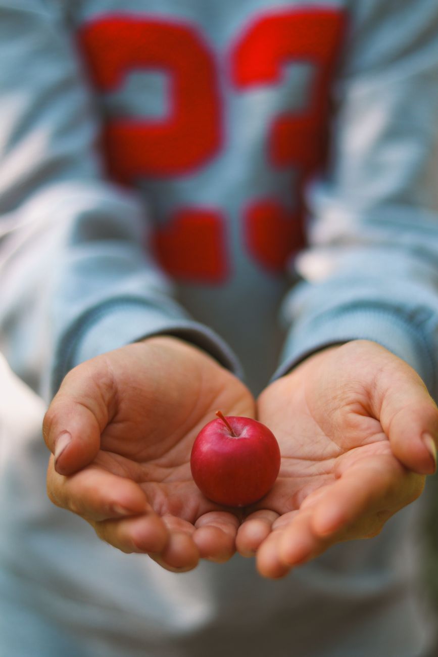 hands offering bright red small apple fruit